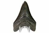 Serrated, Fossil Megalodon Tooth #149380-2